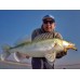Shad Keitech Easy Shiner 12.5cm Fire Chart